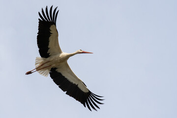 flying stork on the background of the sky