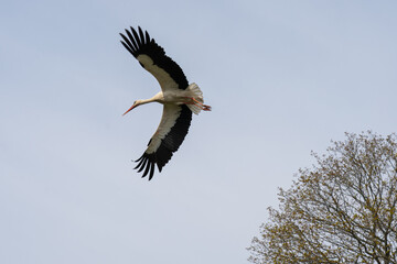 flying stork on the background of the sky