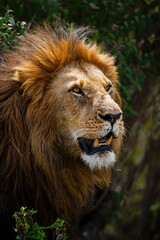 Portrait of a male lion in the Masai Mara National Park in Kenya