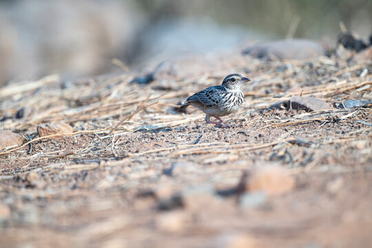 Indochinese Bushlark