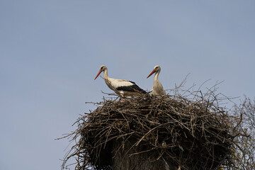 two storks sit in a nest on a sunny day