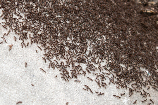 Ants on a wall