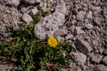 flower on the ground