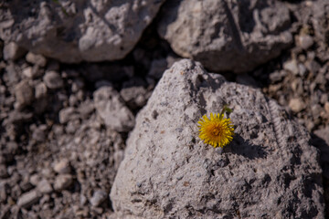 yellow flower on stone