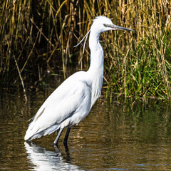little egret