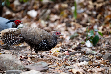 Kalij Pheasant