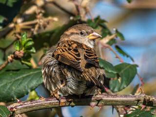 female sparrow