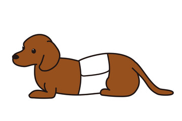 椎間板ヘルニア　コルセット　ダックスフンド