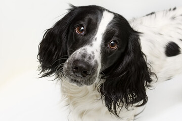 Portrait of a dog breed Russian Spaniel black and white color. The dog looks up, straight into the camera.
