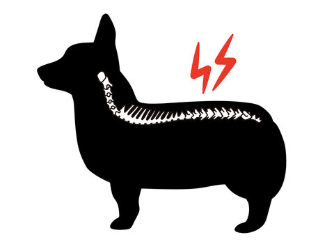 recommend clip art: 犬の椎間板ヘルニア　コルセット　コーギーのシルエット