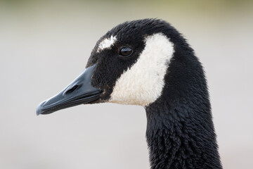 A Canada goose with abnormal white markings on its forehead at Lynde Shores Conservation Area in Whitby, Ontario.