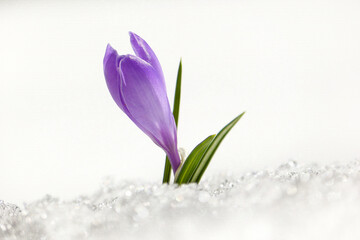 Krokus eine Blüte gräbt sich durch den Schnee