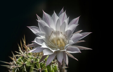 White cactus flower on black