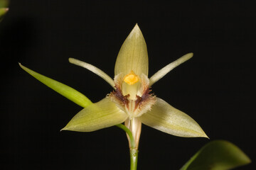 Coelogyne (Orchidaceae)