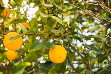 Naranjo, naranjas, naranjas en su estado natural