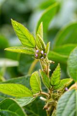 Soy flowers in sunny field. Green growing soybeans