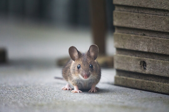 Mouseview