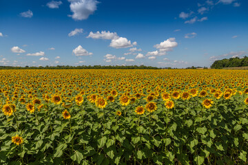 Fototapeta premium Sunflowers close up in field with the blue sky