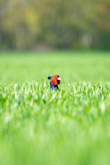 Male common pheasant in long grass