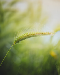 ear of wheat in field