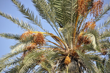 Obraz premium Date palms, fruits grown in Tunisia, Africa