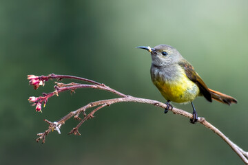 Portrait Of Green-tailed sunbird female (Aethopyga nipalensis)