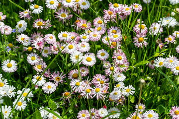 Daisies in a meadow among the grass