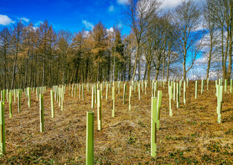 Fototapeta na wymiar Newly planted trees