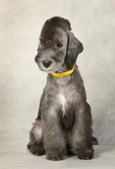 Sweet two month old Bedlington Terrier puppy sitting in the studio on a light gray background