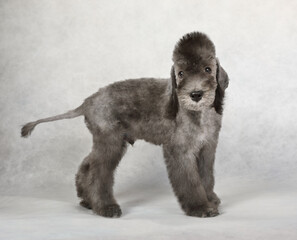 Two month old Bedlington Terrier puppy standing on a light gray background