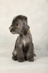 Two month old Bedlington Terrier puppy  on a light gray background
