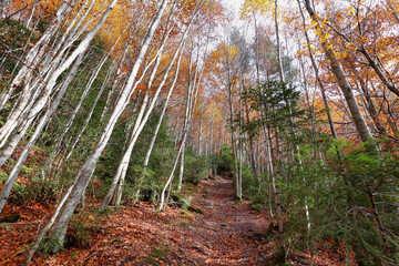 Gorgeous forest in Hecho Valley, Aragonese pyrenees, Huesca province, Spain