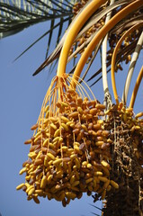 Palmy daktylowe, owoce uprawiane w Tunezji na Dżerbie, Afryka © Albin Marciniak