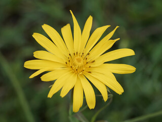 (Tragopogon pratensis orientalis) Vue en détail d'une fleur de Salsifis des prés d'Orient à ligules jaune or et anthères striés de violet foncé