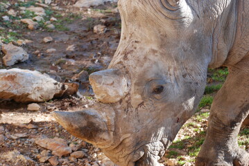 Obraz premium rhinoceros