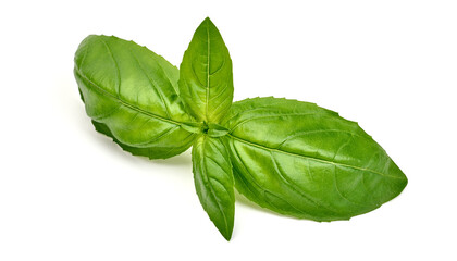 Fresh organic basil leaves, close-up, isolated on white background. High resolution image