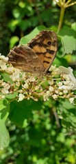 butterfly on a leaf