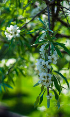 Obraz premium Pyrus salicifolia tree in bloom