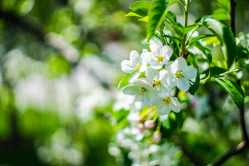 Pyrus salicifolia tree in bloom