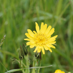 Salsifis d'Orient ou Tragopogon pratensis orientalis à floraison printanière de capitules  jaune...