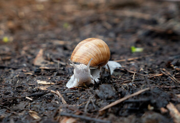little brown snail on the ground in spring