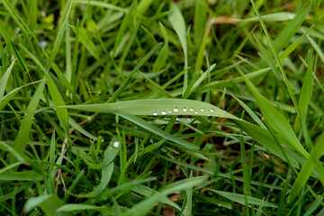 green caterpillar on a leaf