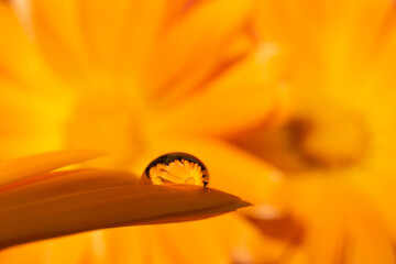 one waterdrop on orange petal of a calendula