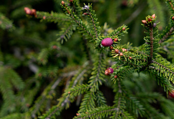 Fototapeta premium close up of green pine with pink yong cones