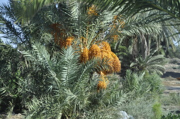 Palmy daktylowe, owoce uprawiane w Tunezji na Dżerbie, Afryka © Albin Marciniak