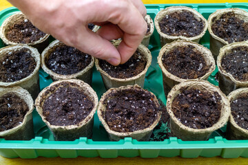 Planting seeds agriculture in seedling cups