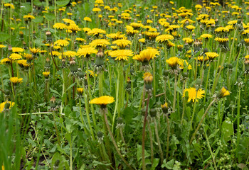 Obraz premium yellow dandelions in the green spring grass in field