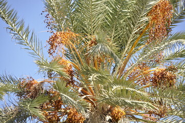Palmy daktylowe, owoce uprawiane w Tunezji na Dżerbie, Afryka © Albin Marciniak