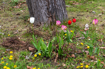Tulips growing beneath a tree and in amongst dandelions