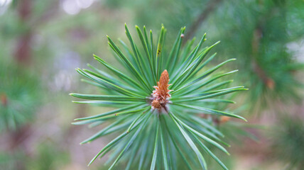 Tanne  Nachaufnahme Tirol Österreich grün